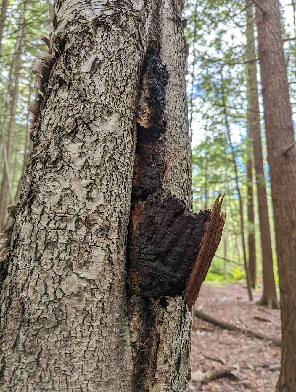 Chaga noir poussant sur l'écorce d'un bouleau