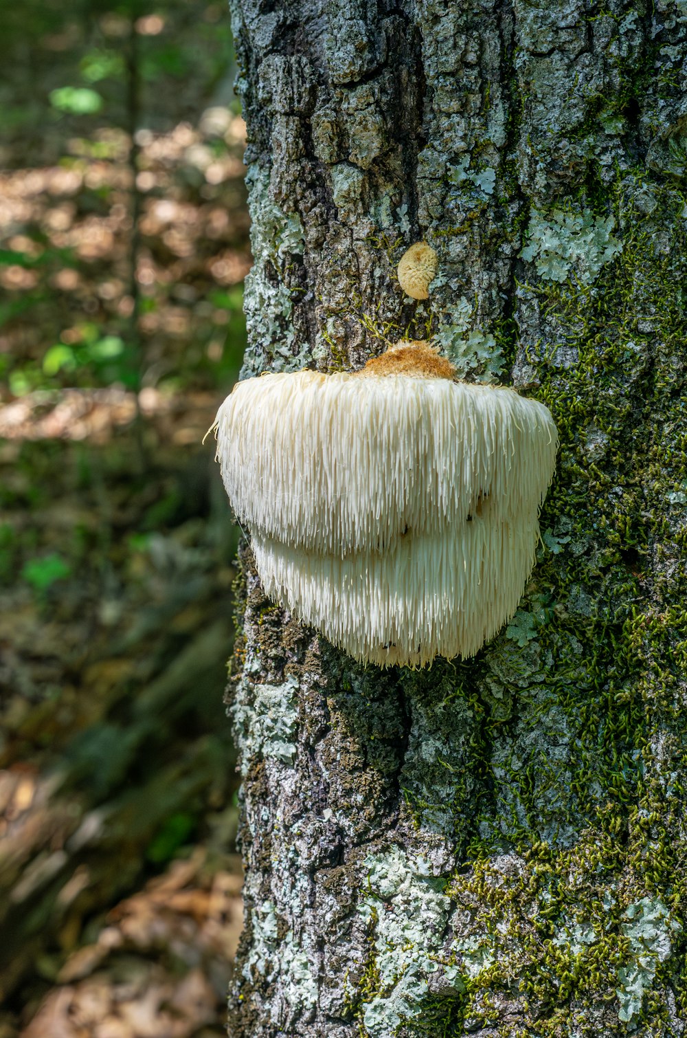 Hydne hérisson (Lion's Mane) poussant sur un tronc