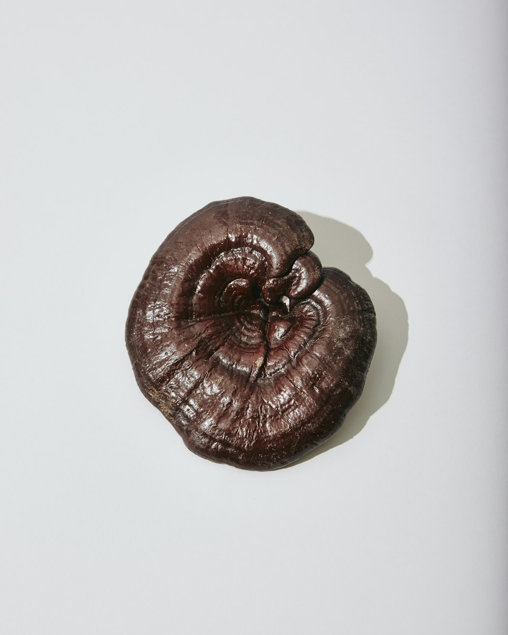 Reishi séché posé sur un fond blanc