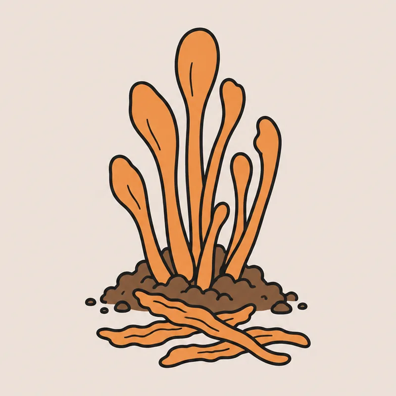 Illustration : touffe de Cordyceps militaris orange