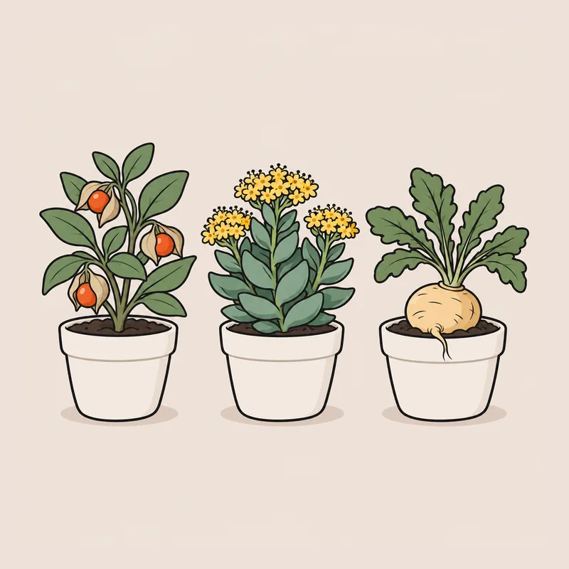 Illustration : trois plantes adaptogènes en pot